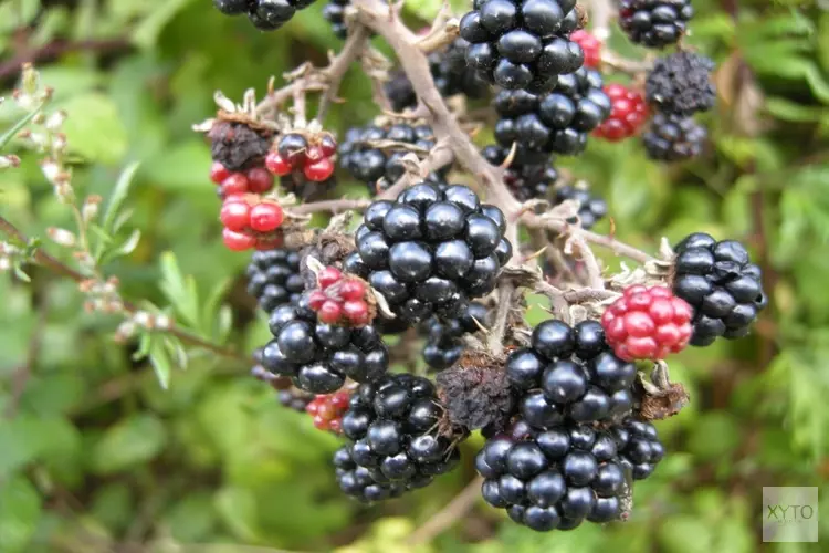 Superfoods uit het bos