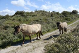 Wandel vanuit de trein de natuur in