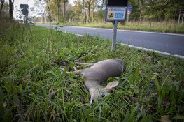 Hert doodgereden op de Zeeweg in Overveen
