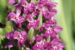 Vanaf 1 juli as. start het IVN Zuid-Kennemerland weer met haar excursies