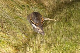 Medewerker ambulancedienst botst tegen hert op de Zeeweg