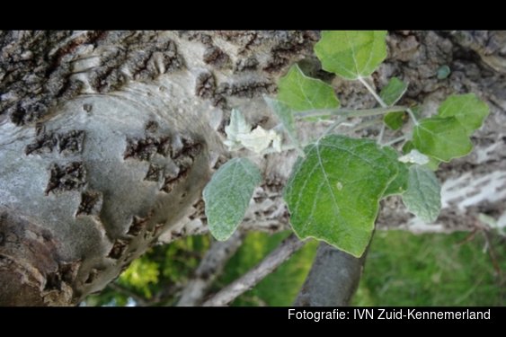 Bomenexcursie Duin en Kruidberg