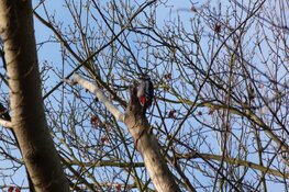 Vogelexcursie buitenplaats Elswout op 29 maart