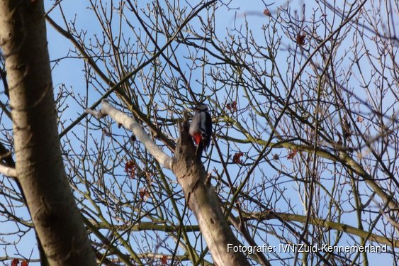Vogelexcursie buitenplaats Elswout