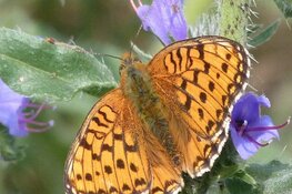 Vlinders en wat er nog meer vliegt en kruipt