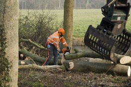 Enkele bomen gekapt langs provinciale wegen in Bloemendaal