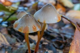 Paddenstoelendag buitenplaats Elswout op zondag 1 oktober om 10.30-16.00 uur