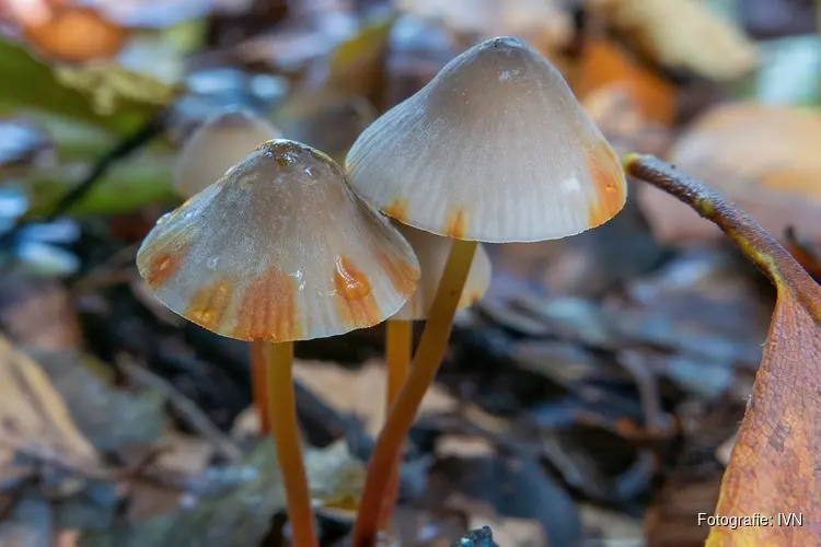 Paddenstoelendag buitenplaats Elswout op zondag 1 oktober om 10.30-16.00 uur