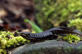 Voorbereiding paddentrek in volle gang