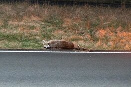 Hert uit lijden verlost na aanrijding in Overveen