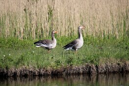 Noord-Holland gaat met nieuw ganzenbeheerplan schade en risico's fors verminderen