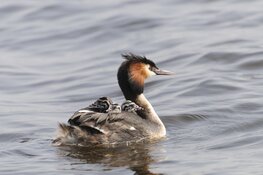 Extra maatregelen in Amsterdamse Waterleidingduinen tijdens het broedseizoen om vossen en hun welpen te beschermen