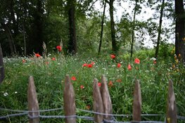 Voormalig schietterrein wordt natuurgebied