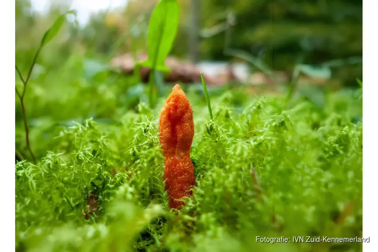 Beleef de magie van de Paddenstoelendag op Elswout