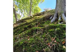 Mossenexcursie op Elswout op zondag 23 november 2025