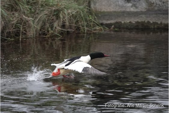 Vogelexcursie in de Amsterdamse Waterleidingduinen