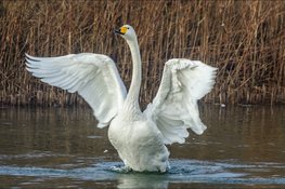 Wintereditie van de Kennemer Vogeldag