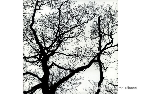 Kijk anders naar de winter: ontdek de schoonheid van kale bomen