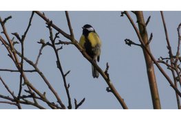 Vogelzang op Elswout