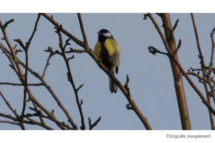 Vogelzang op Elswout