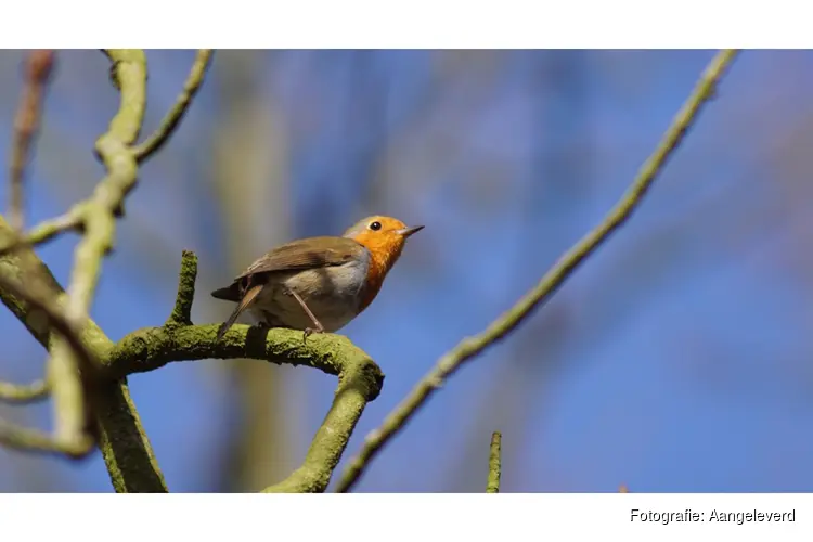 Vogelzang op Leyduin
