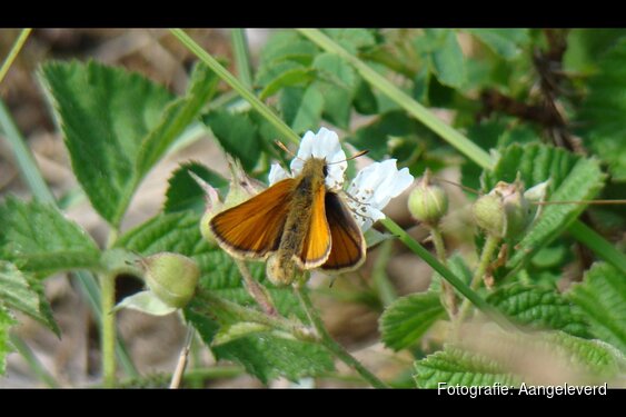 Vlinderexcursie in Middenduin